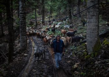 «Η καρδιά μου χτυπά εδώ πάνω»: Νομάδες Τρικαλινοί βοσκοί του Κόζιακα μιλούν στον «theguardian» για τη ζωή στα βουνά  