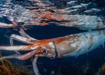 Ιαπωνία: Δύτες κατέγραψαν σε βίντεο γιγάντιο καλαμάρι – Δείτε τις εντυπωσιακές εικόνες