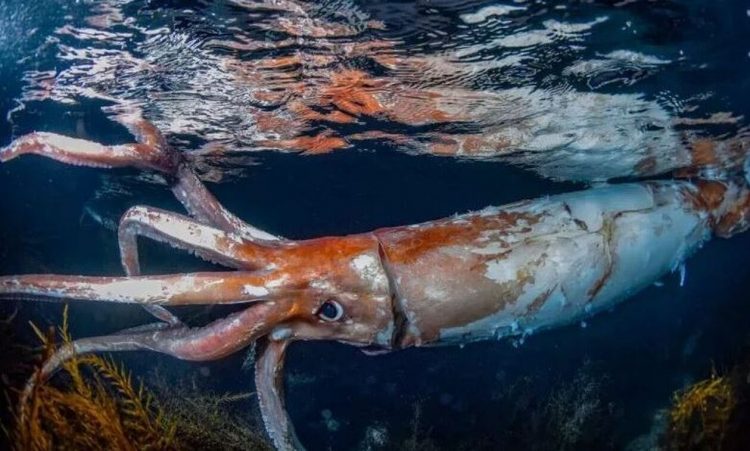 Ιαπωνία: Δύτες κατέγραψαν σε βίντεο γιγάντιο καλαμάρι – Δείτε τις εντυπωσιακές εικόνες