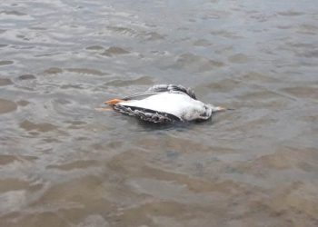 Μεσολόγγι: Πυροβόλησαν φλαμίνγκο και άλλα πτηνά στη Λιμνοθάλασσα