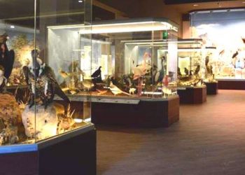 Η ΚΛΙΑΦΑ χορηγεί 1.500 επισκέψεις μαθητών στο Μουσείο Φυσικής Ιστορίας Μετεώρων