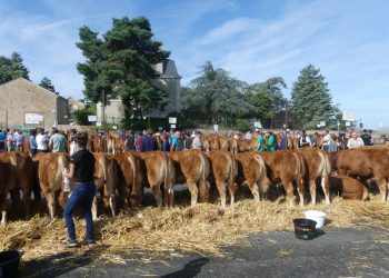 Τρικαλινό Αγρόκτημα βγάζει ταύρους σε δημοπρασία στη ΔΕΘ