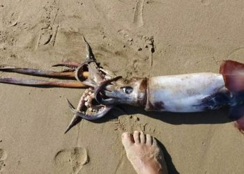 Κρήτη: Νεκρό εντοπίστηκε τεράστιο θράψαλο σε παραλία