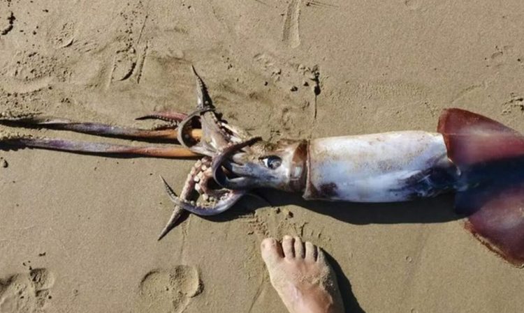 Κρήτη: Νεκρό εντοπίστηκε τεράστιο θράψαλο σε παραλία