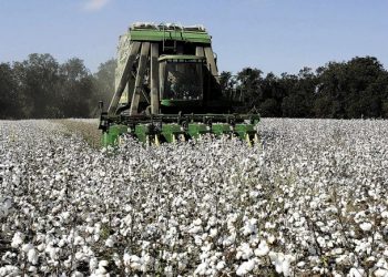 Να αναπληρωθεί το χαμένο εισόδημα των βαμβακοκαλλιεργητών