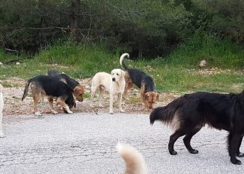 Αλμυρός Βόλου: Μητέρα και το παιδί της δέχθηκαν επίθεση από αγέλη σκύλων