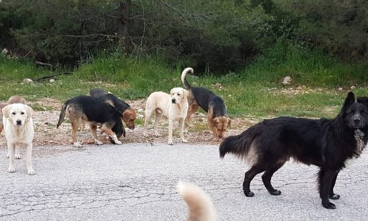 Αλμυρός Βόλου: Μητέρα και το παιδί της δέχθηκαν επίθεση από αγέλη σκύλων