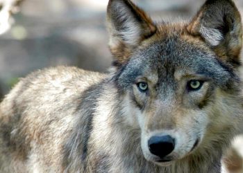 Σουηδία: Κυνηγοί σκότωσαν 54 λύκους στη μεγαλύτερη σφαγή της ιστορίας – Οργή των οικολόγων