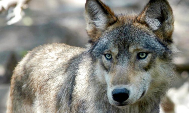 Σουηδία: Κυνηγοί σκότωσαν 54 λύκους στη μεγαλύτερη σφαγή της ιστορίας – Οργή των οικολόγων
