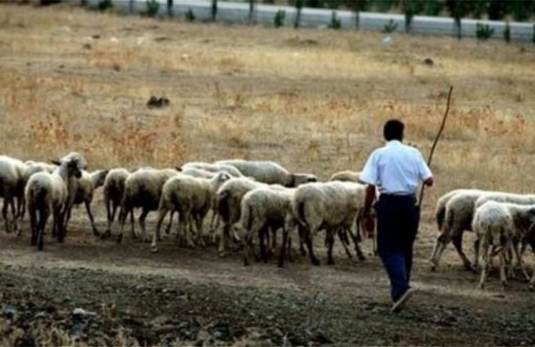 Νεκρός 70χρονος βοσκός σε περιοχή του Δ. Πύλης