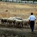 Νεκρός 70χρονος βοσκός σε περιοχή του Δ. Πύλης
