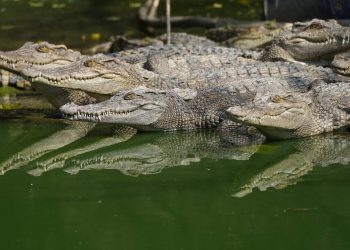 Αυστραλία: Κροκόδειλοι και καρχαρίες απειλούν τους κατοίκους μετά τις πλημμύρες