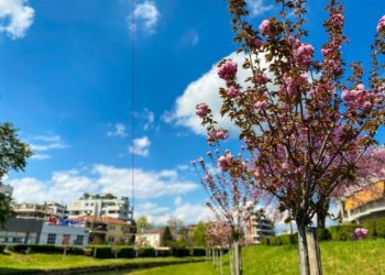 Οι κερασιές ανθίζουν και φέτος στα Τρίκαλα – Πιο “πράσινα” τα ποτάμια της πόλης
