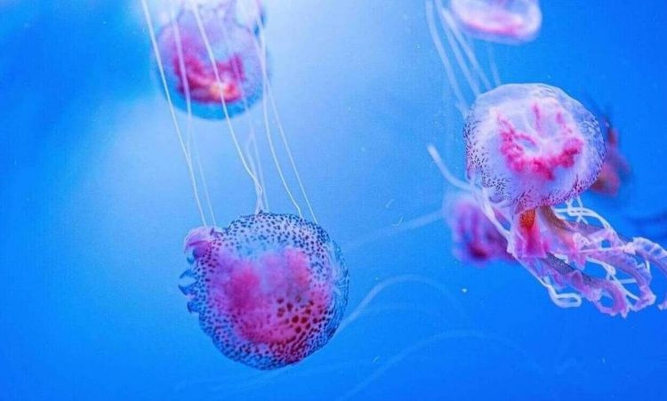 Μωβ μέδουσες: Εμφανίστηκαν ξανά σε ελληνικές θάλασσες – Τι να προσέξετε