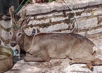 Τρίκαλα: Ζαρκάδι βρέθηκε τραυματισμένο στην αυλή σπιτιού στον Άγιο Προκόπιο