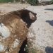 “Καμμένη γη” άφησε πίσω της η χαλαζόπτωση που έπληξε το Ζάρκο