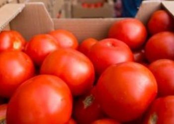 Δημιουργήθηκαν οι πρώτες γενετικά τροποποιημένες ντομάτες που παράγουν έξτρα βιταμίνη D