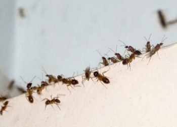 Έντομα στο σπίτι: Πώς να τα διώξετε χωρίς επικίνδυνες χημικές ουσίες