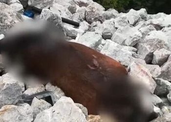 Πάρνηθα: Συνεχίζουν οι έρευνες για τα νεκρά άλογα από την ΕΛ.ΑΣ.