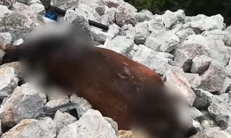 Πάρνηθα: Συνεχίζουν οι έρευνες για τα νεκρά άλογα από την ΕΛ.ΑΣ.