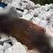 Πάρνηθα: Συνεχίζουν οι έρευνες για τα νεκρά άλογα από την ΕΛ.ΑΣ.