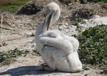 Aποστολές σήμανσης Αργυροπελεκάνων στη Δυτική Ελλάδα