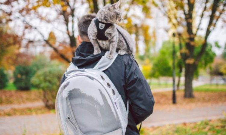 Αυτά τα ζώδια συμπεριφέρονται στα κατοικίδιά τους σαν παιδιά τους