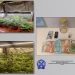 Συνελήφθη ημεδαπός στη Λάρισα, για παράβαση της νομοθεσίας περί ναρκωτικών