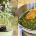 Το αρωματικό βότανο που μειώνει τη χοληστερόλη, διώχνει το άγχος και ρυθμίζει την πίεση