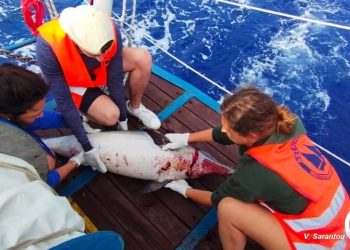 Τουρκικά αλιευτικά σκάφη σκοτώνουν τα δελφίνια του Αιγαίου – Τουλάχιστον 4 περιπτώσεις