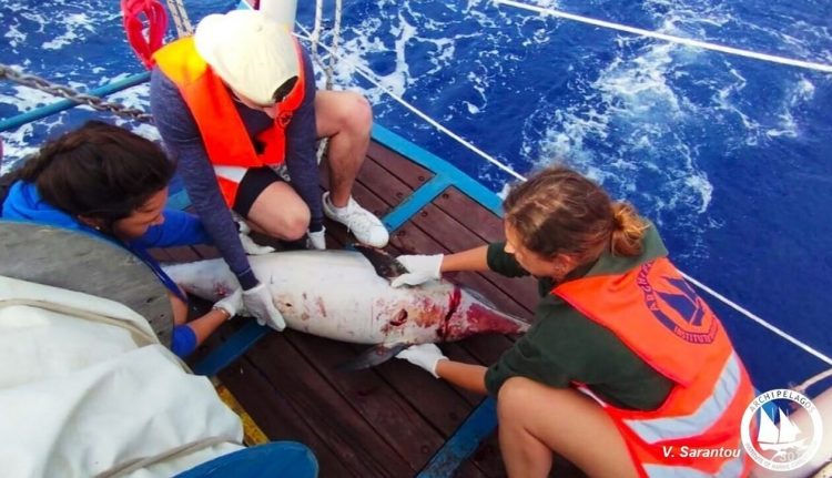 Τουρκικά αλιευτικά σκάφη σκοτώνουν τα δελφίνια του Αιγαίου – Τουλάχιστον 4 περιπτώσεις