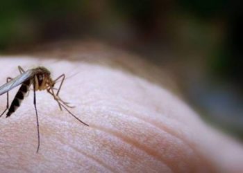 Αντιμετωπίστε τα τσιμπήματα από τα κουνούπια με φυσικό τρόπο!