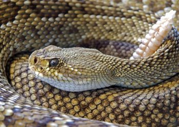 Τρεις ειδικοί δίνουν συμβουλές για σωστή διαχείριση όταν μας «ζώνουν τα φίδια»