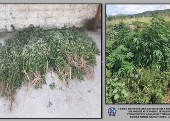 Εντοπίστηκε φυτεία κάνναβης σε περιοχή των Μετεώρων-Συνεχίζονται οι έρευνες για την ταυτοποίηση των δραστών.