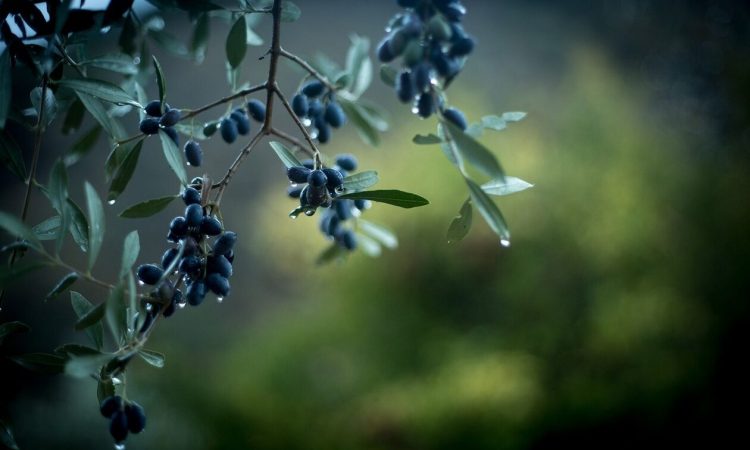 Καταστροφή στην Κοζάνη – Χάθηκε το 80% της αγροτικής παραγωγής από το καλοκαιρινό μπουρίνι