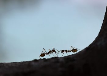 Μυρμήγκια συνευρέθηκαν ερωτικά και έγιναν η αιτία να μην λειτουργεί το ίντερνετ σε χωριό