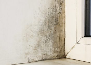 Μούχλα στο σπίτι: Τι συμβαίνει ανάλογα με το χρώμα της – Τι σημαίνει για την υγεία σας