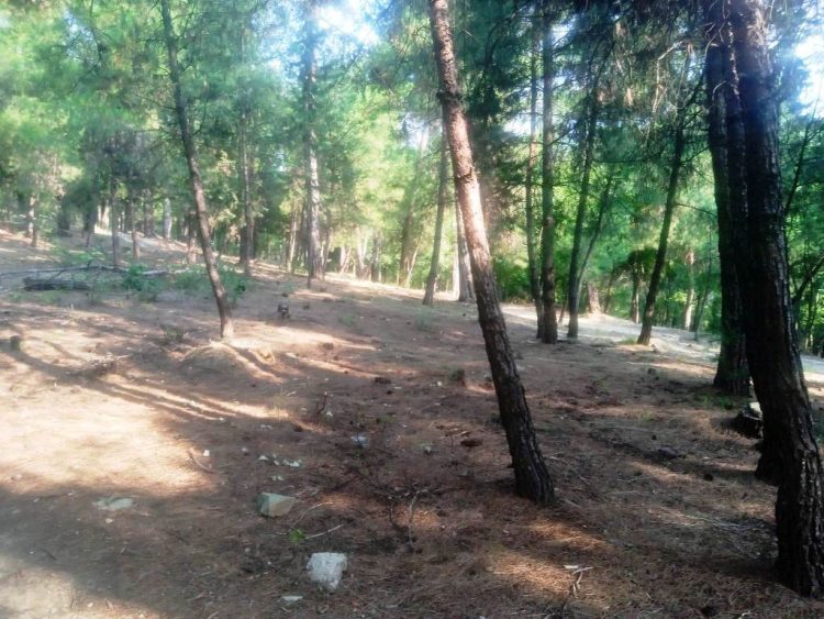 Μέτρα πρόληψης πυρκαγιών στον Προφήτη Ηλία κι άλλα σημεία