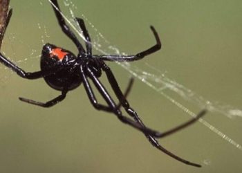 Τρίκαλα: Έκτακτη ενημέρωση από την Περιφέρεια για την αράχνη «μαύρη χήρα» μετά το τσίμπημα σε άντρα