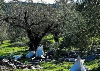 Οι καύσωνες σε Ελλάδα και ΕΕ μειώνουν την παραγωγή ελαιολάδου