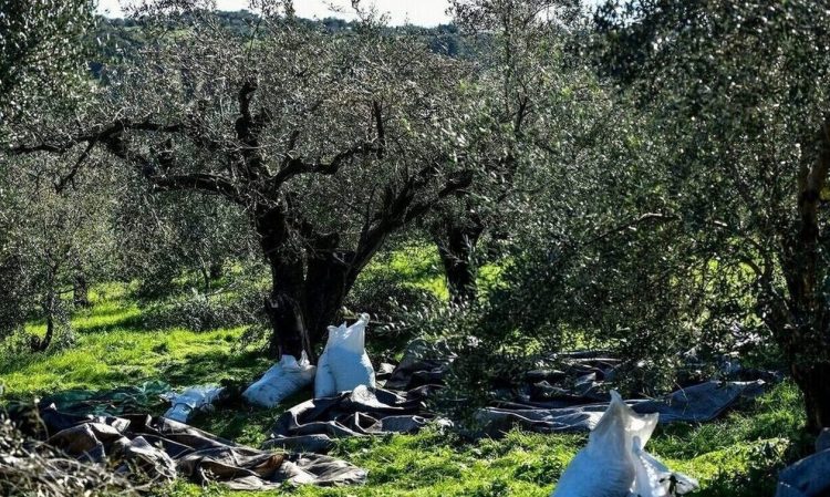 Οι καύσωνες σε Ελλάδα και ΕΕ μειώνουν την παραγωγή ελαιολάδου