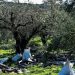 Οι καύσωνες σε Ελλάδα και ΕΕ μειώνουν την παραγωγή ελαιολάδου
