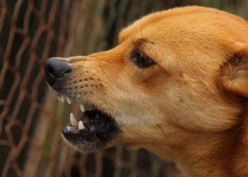 Πτολεμαΐδα: Άγρια επίθεση σκύλου σε 62χρονο – Του έκαναν 55 ράμματα
