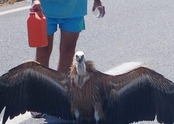 Κρήτη: Διψασμένος γυπαετός βρέθηκε στη μέση του αυτοκινητόδρομου και πίνει νερό από ανθρώπους (vid)