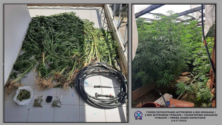 Εντοπίστηκε φυτεία κάνναβης στην περιοχή των Μετεώρων-Συνελλήφθησαν 2 άντρες
