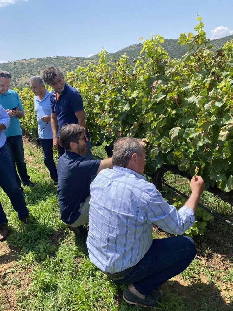 Σε επιφυλακή η Περιφέρεια Θεσσαλίας για περονόσπορο και ακαρπία σε καλλιέργειες