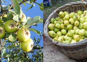 Το ξεχασμένο Ελληνικό δέντρο με τις θαυματουργές ιδιότητες που μεγάλωσε γενιές και γενιές