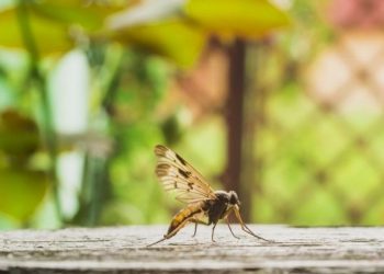 Βρήκαν βακτήριο στα κουνούπια που σταματά την μετάδοση της ελονοσίας