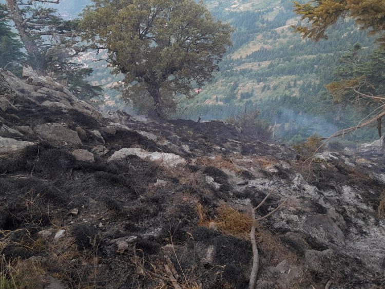 Ο Νίκος Κρούπης σχετικά με την πυρκαγιά στην περιοχή Καλογήρων-Στουρναραίικων