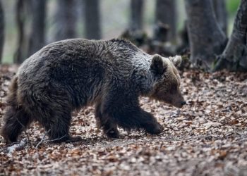 Χαλκιδική: Επανεμφανίστηκε στον Ταξιάρχη η αρσενική αρκούδα – Σε πανικό οι κάτοικοι
